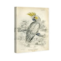 Wynwood Studio Životinje Zidna Umjetnička Platna Grafika' Sumporni Kakadu ' Ptice-Bijela, Siva