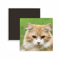 Žute Pruge Mačka Stare Kućne Ljubimce Square Ceracs Magnet Za Frižider Uspomena Na Uspomenu