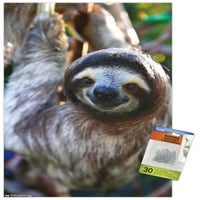 Sloth - zidni poster osmijeha s push igle, 14.725 22.375