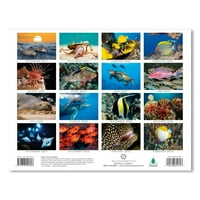 Havajski mjesec kalendar novembar - februar morski život
