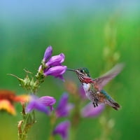 Caliope Hummingbird feeding at Penstemon by Tim Fitzharris