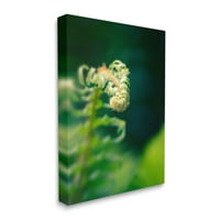 Stupell Fern napušta prirodu Fotografije Botanical i cvjetna fotografska galerija zamotana platno za ispis