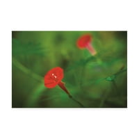 Zaštitni znak Likovna umjetnost 'Crvena zelena u prirodi' Canvas Art by Kurt Shaffer fotografije