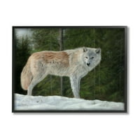 Stupell Industries Wild Coyote Wolf Gazing Snježna šumska klirinška slikarstvo Crna uokvirena umjetnost