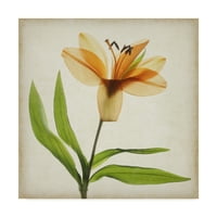 Zaštitni znak likovne umjetnosti 'Pergamentno cvijeće XI' platnena Umjetnost Judy Stalus