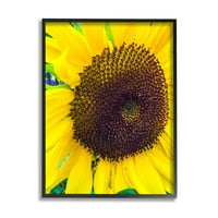 Stupell Industries Close up Yellow Sunflower Florets Botanička priroda fotografija Crna uramljena umjetnička