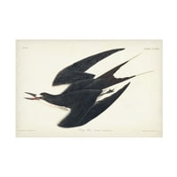 John James Audubon 'Sooty Tern' Platno Art