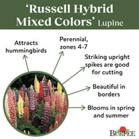 Burpee Russell hibridni mješovite boje lupine sjemenke - ne-GMO, privlači oprašivače, višegodišnje cvjetne sjemenke, 1g, 1 pakovanje